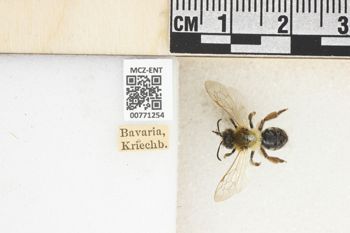 Media type: image;   Entomology 771254 Aspect: Labels